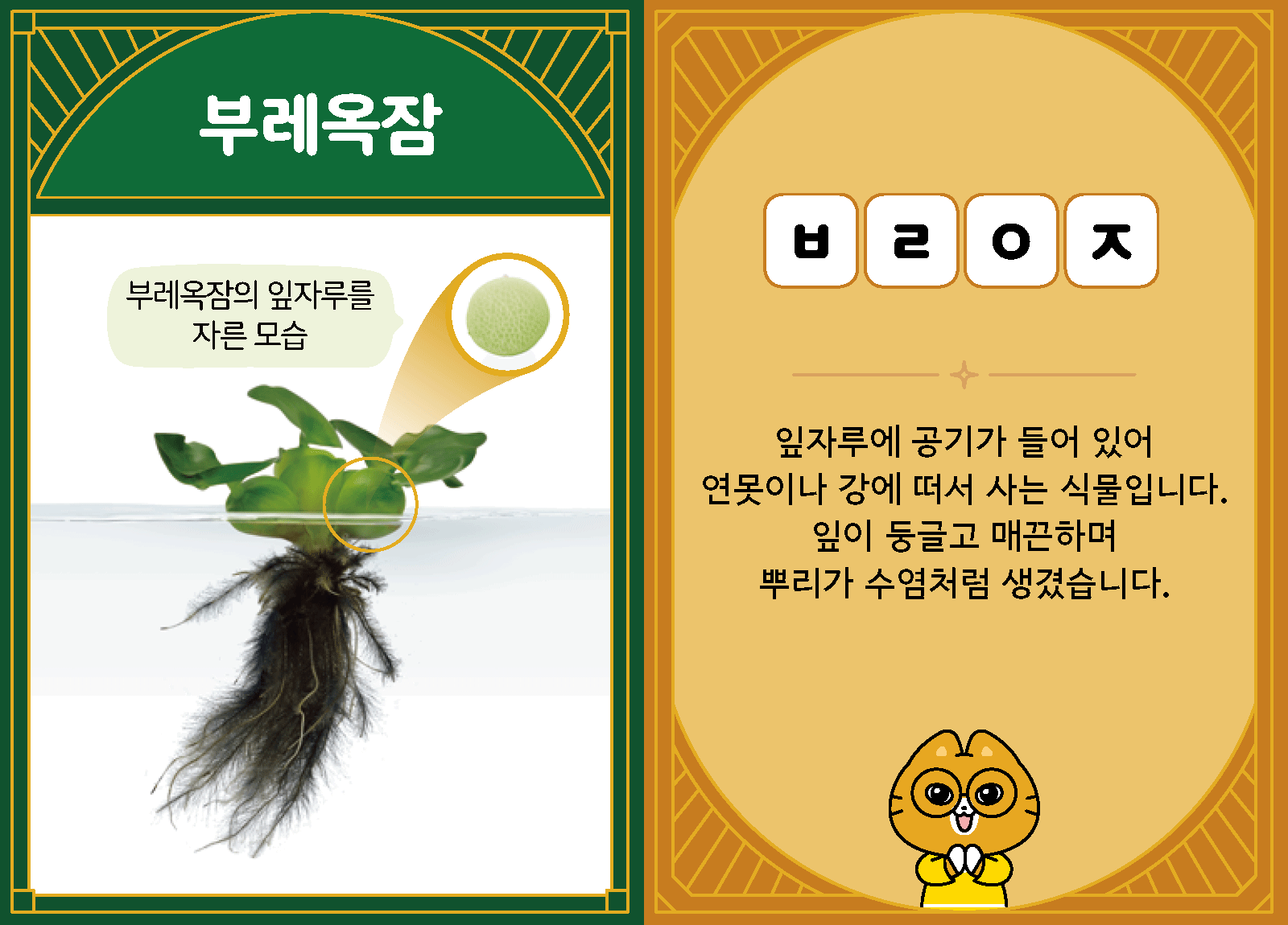 과학3-1-23-부레옥잠