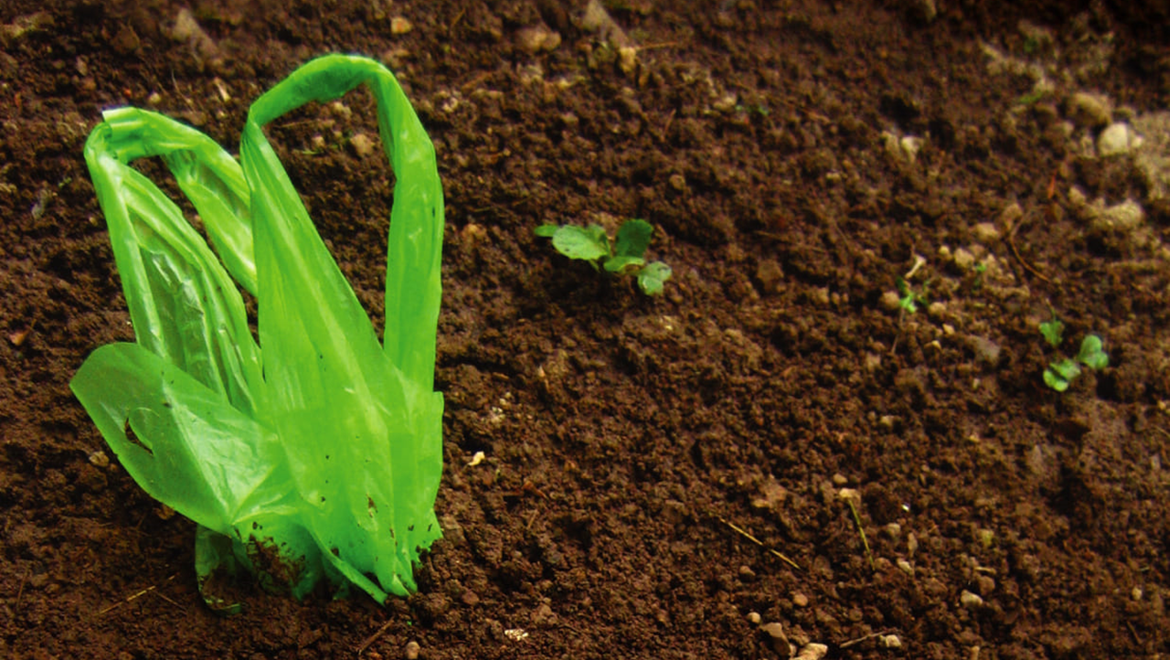 [자연·환경] 엄마, 저 풀은 이름이 뭐예요?