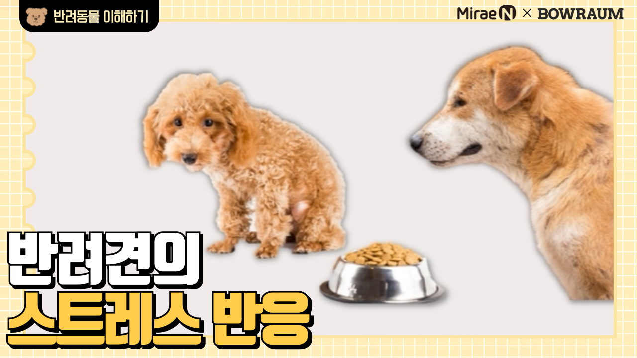 반려견의 스트레스 반응
