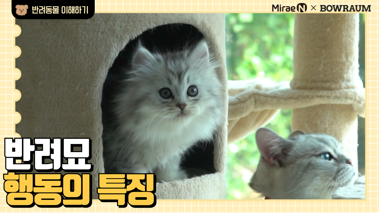 반려묘 행동의 특징
