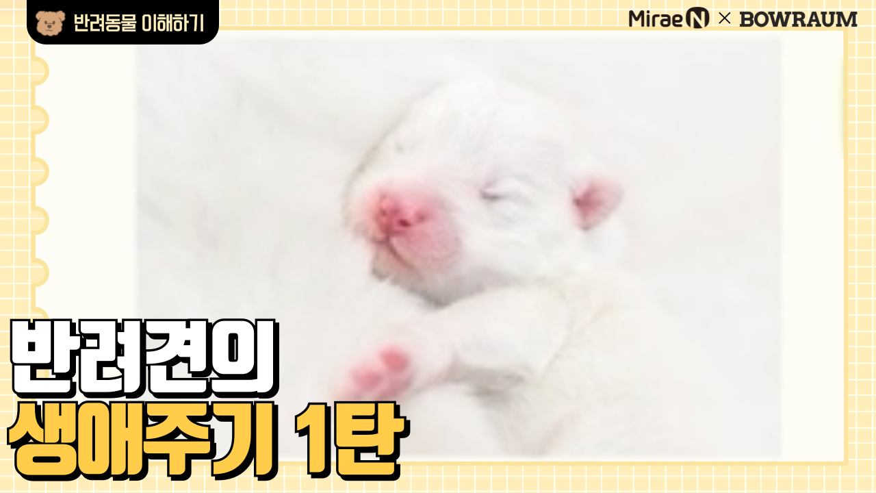 반려견의 생애주기 1탄
