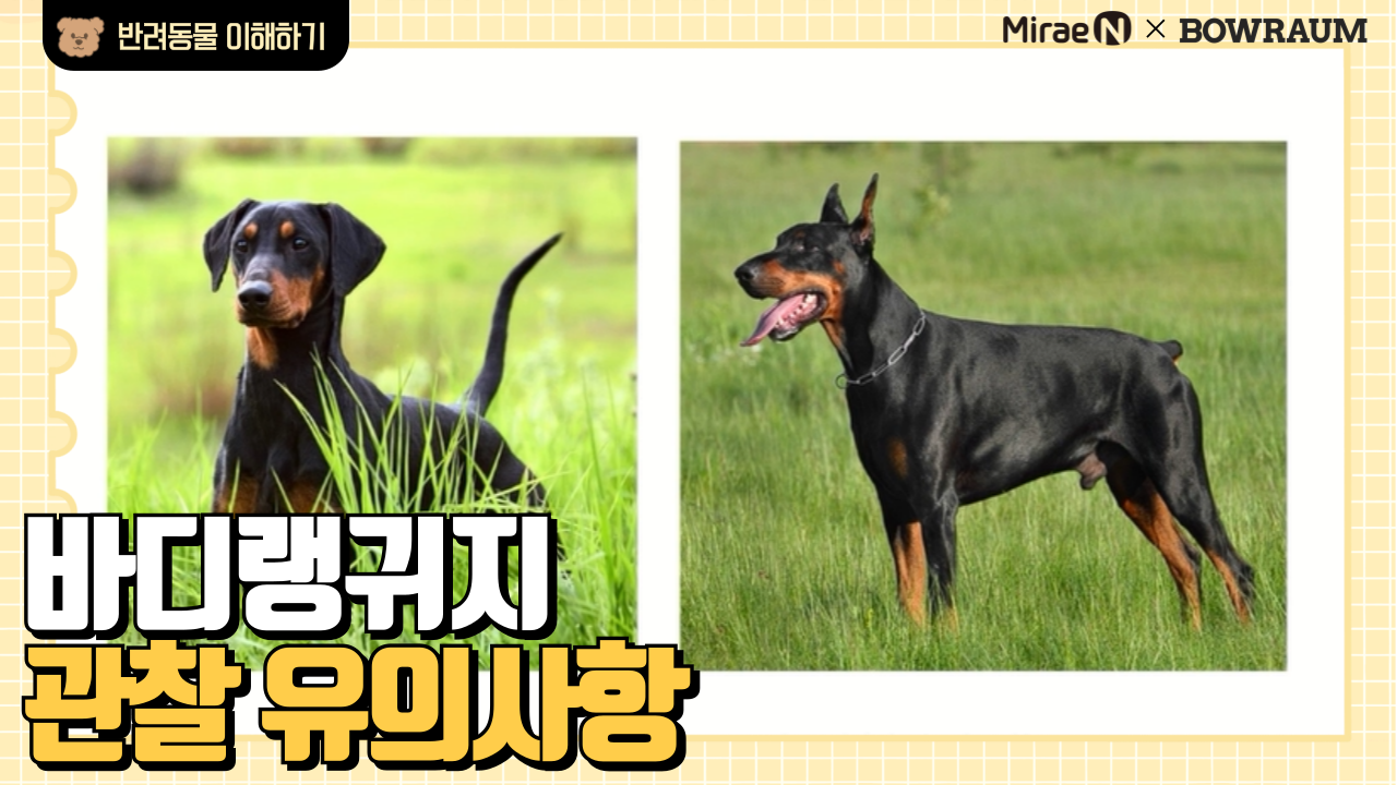 바디랭귀지 관찰 유의사항
